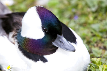 Bufflehead Duck, (Bucephala albeola) male in breeding plumage, captive, West Sussex, England, UK.