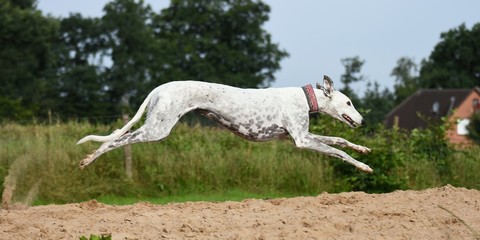 rennender wei&szlig;er Greyhound