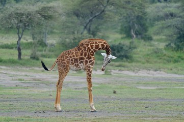 Giraffe