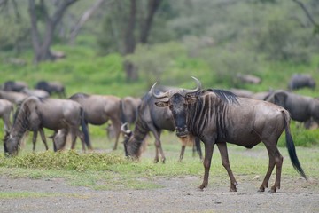 Gnu antelope