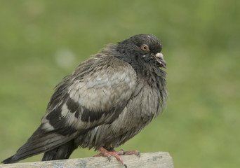 Dove