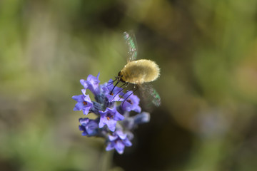 Kleiner Wollschweber an einer Lavendelblüte
