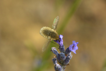 Kleiner Wollschweber an einer Lavendelblüte