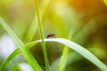 Flies on green grass