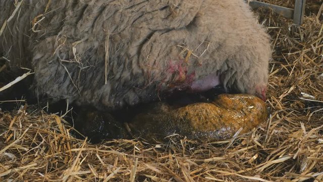mother sheep ewe gives birth to her lamb in a straw covered barn