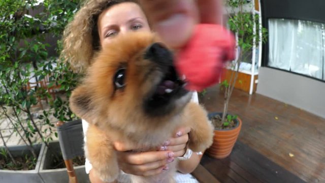 Woman Holding Cute Small Pomeranian Dog And Feeding With Cookie. HD, 1920x1080. 