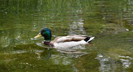 Male wild duck swimming in the water