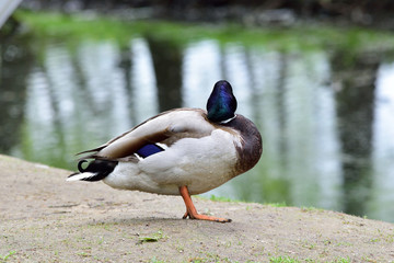 Male wild duck staying on the ground near the river 