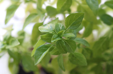 Basil