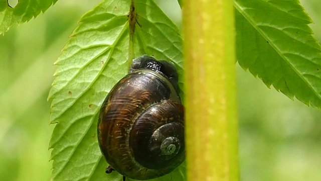 Grape Snail sitting on a leaf macro. Beautiful clam wildlife. The summer season in the Park.