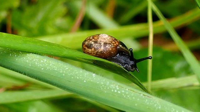 Grape Snail is sitting on a blade of grass. Beautiful clam wildlife. The summer season in the Park.