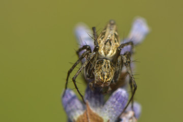 Jagdspinne wartet auf Beute
