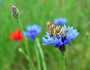 papillon