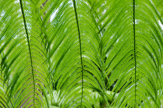 Beautiful patterns created by giant fern leaves in forest near Kilauea crater
