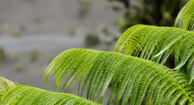 Beautiful patterns created by giant fern leaves in forest near Kilauea crater