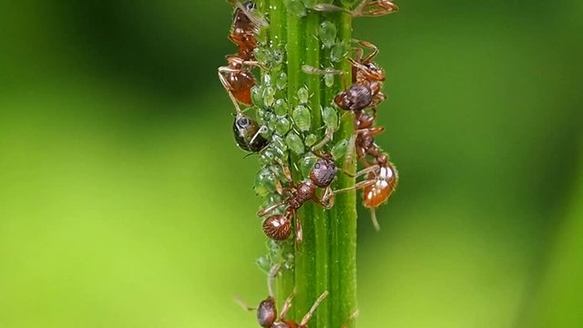 Ant farm is located on the stem of the flower. Insects and their family are complex social groups with division of labor and developed systems of communication and self-organization.