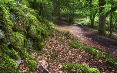 Laggan Wood