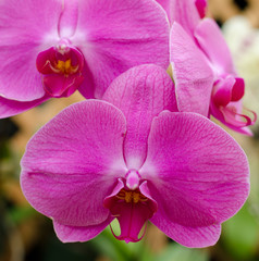 Fototapeta na wymiar Pink Orchid in Hawaiian garden