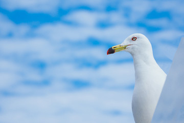 ウミネコ
