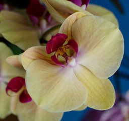 Fototapeta na wymiar Yellow Orchid in Hawaiian garden