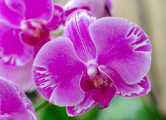 Pink Orchid in Hawaiian garden