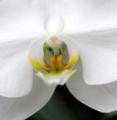 Naklejka na ściany i meble Macro of a White Orchid in Hawaiian garden