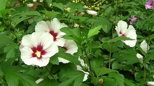 Close up of the white Hibiscus syriacus ( rose of Sharon, Syrian ketmia, Althaea, mugunghwa, Korean Rose, Ketmia syriaca) blossoming in garden.