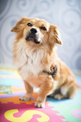 Hund möchte spielen