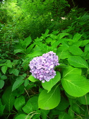 林の中の紫陽花