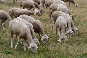 Obraz premium Troupeau de mouton