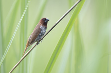 Scaly-breasted munia (Lonchura punctulata) 