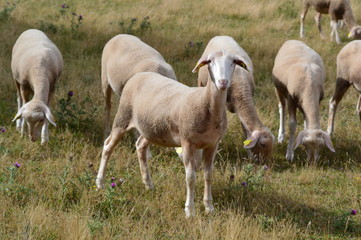 Fototapeta na wymiar Troupeau de mouton