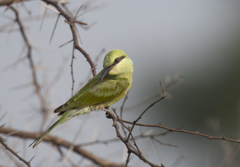 Little green bee Eater