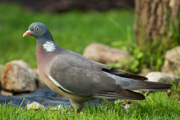 Close view on Wood pigeon (Columba palumbus) on green grass