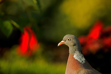 Portrait of Wood pigeon (Columba palumbus) in summer