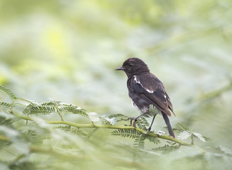 Pied Bush Chat