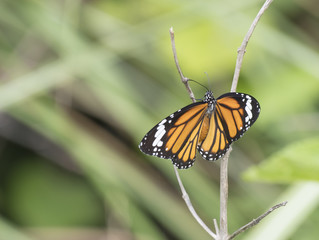 Striped tiger Butterfly (Danaus genutia )