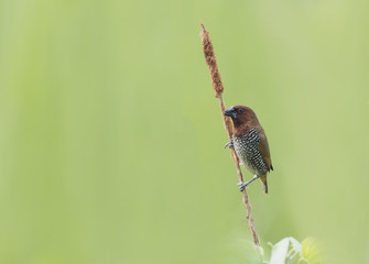 Spotted Munia 
