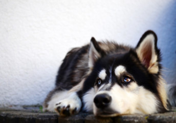 Tired Siberian Husky looking at someone with white wall in background