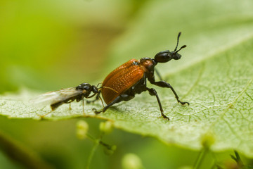 Naklejka premium Help among insects