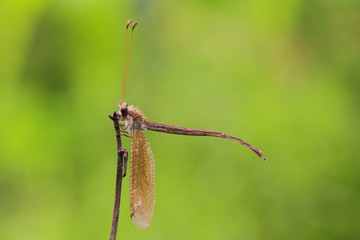 Antlion in Thailand and Southeast Asia.