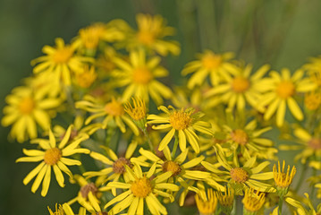 Jakobs-Greiskraut, Senecio jacobaea, Jakobskreuzkraut
