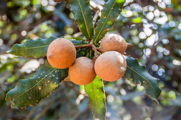 Macadamia nuts on a tree, Guatemala