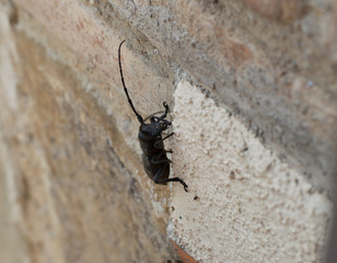 scarabeo