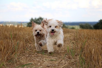 2 kleine süße Hunde rennen durch ein Stoppelfeld