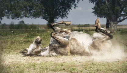 Grey Horse lies on his back , rolling and kicking at pasture background. Happy horses lifestyle and...