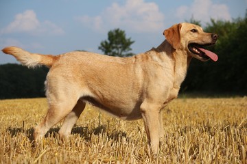 labrador portrait auf einem stoppelfeld