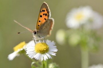 Small copper