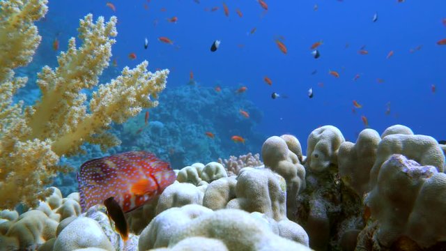 colorful fish on coral reef, Red sea