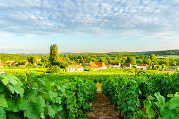 Row vine green grape in champagne vineyards at montagne de reims on countryside village background,...